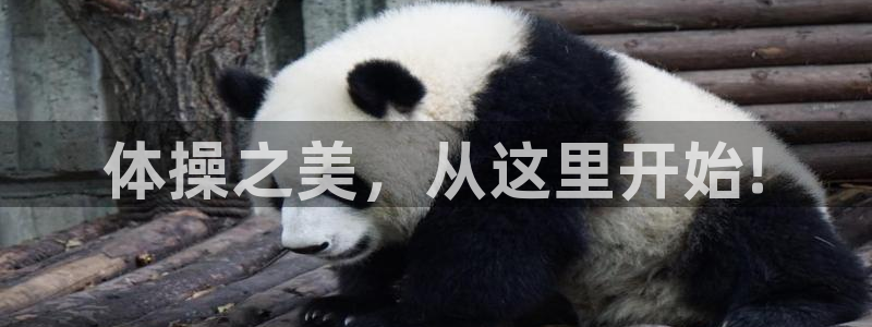 JJB竞技宝官方正版app集团官网首页：体操之美，从这里开始